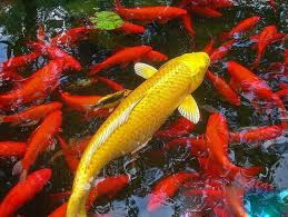 ភូមិចិញ្ជឹមត្រីគល់រាំងមាស Thuy Tram